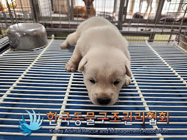 한국동물구조관리협회_441560202300835